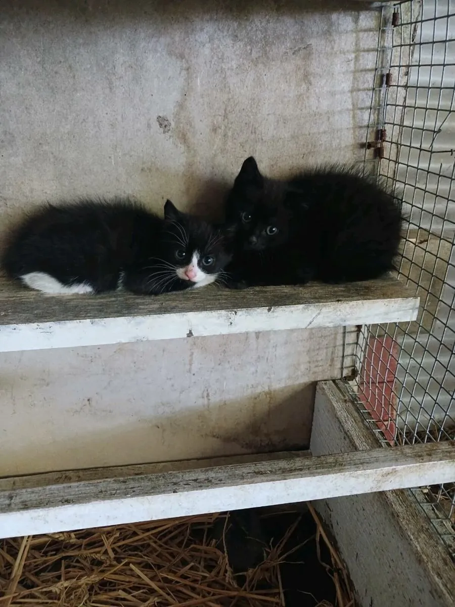 Kittens - Image 2