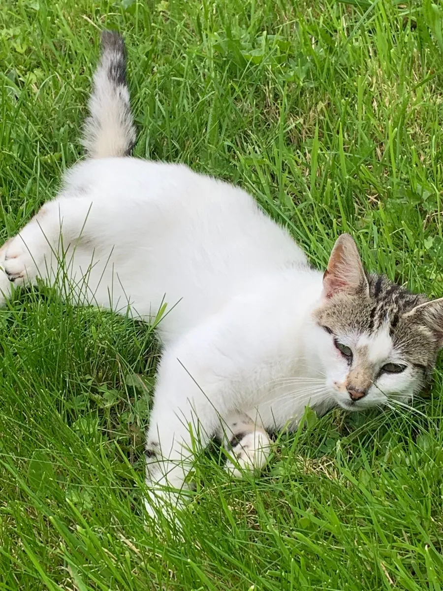 Cat - Image 4