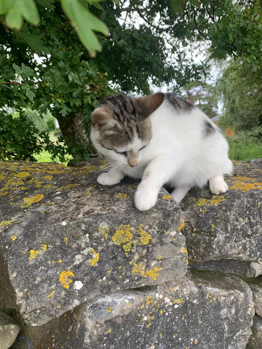 Cat - Image 1