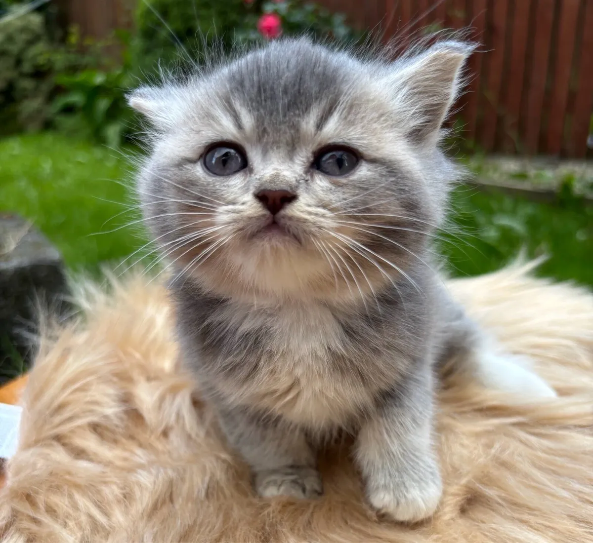 British shorthair blue golden kittens - Image 1