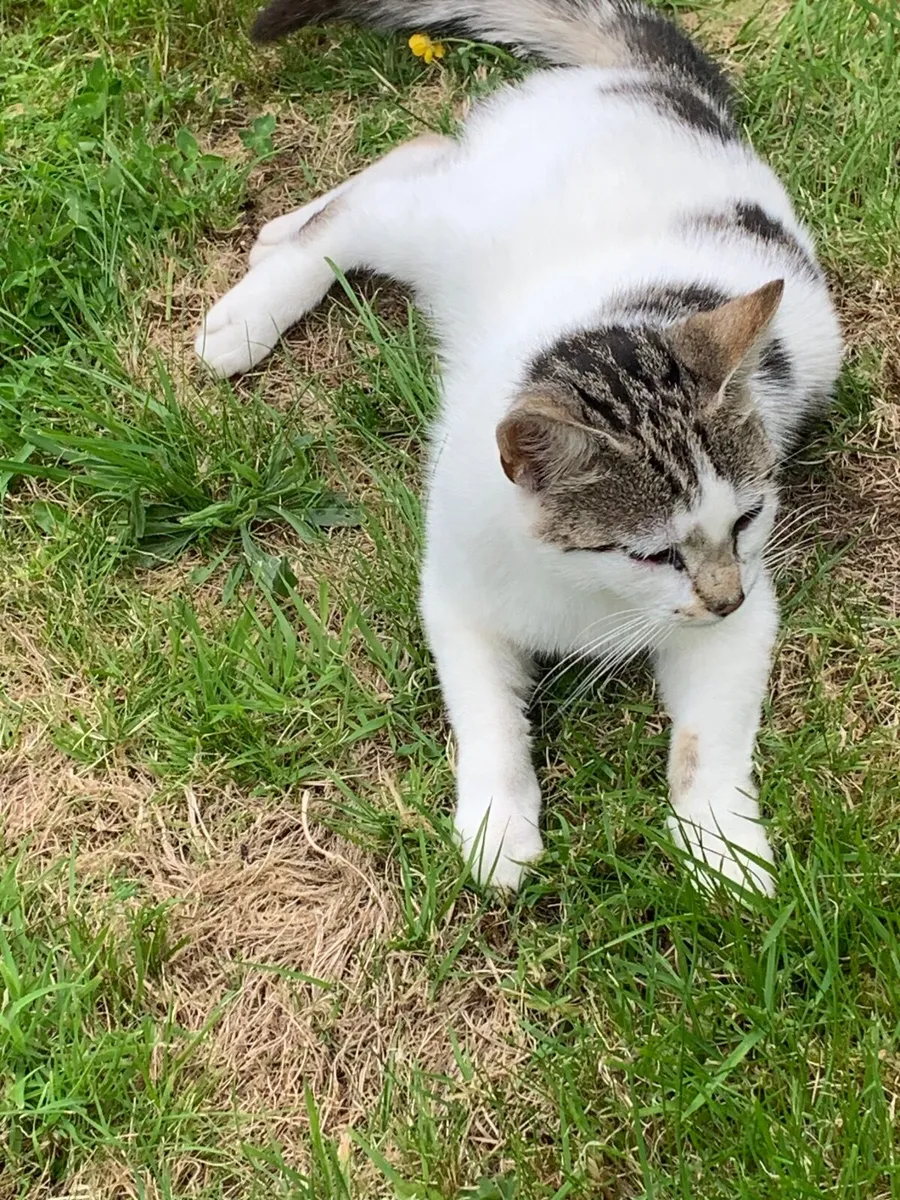Cat - Image 2