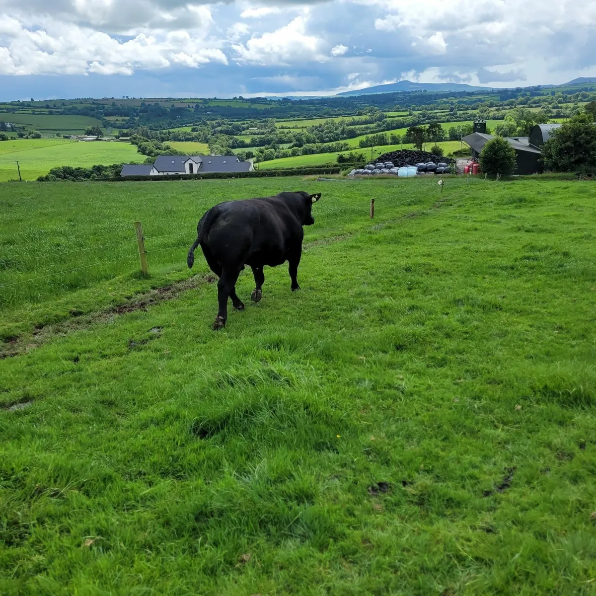 Bull - Image 2