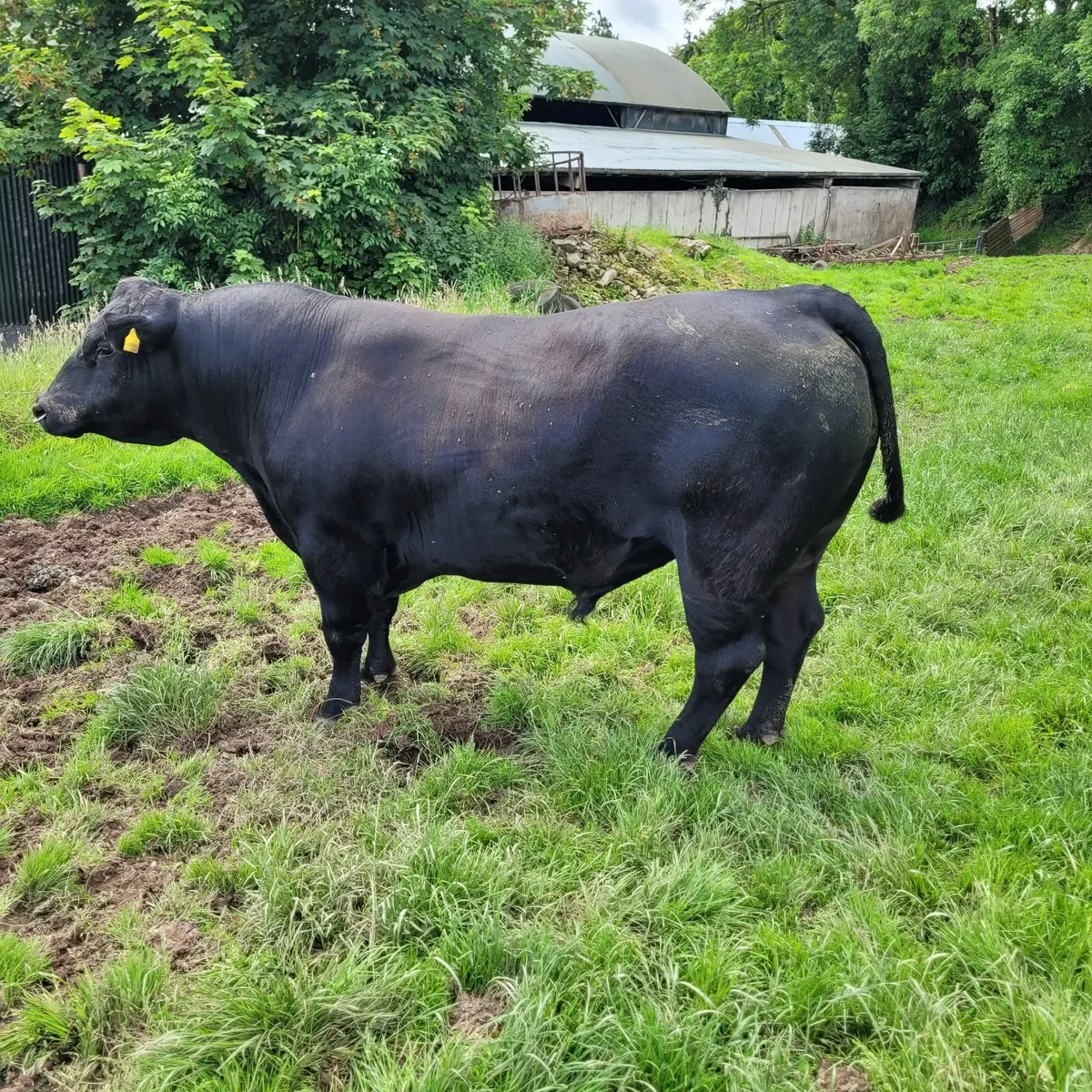 Bull - Image 3