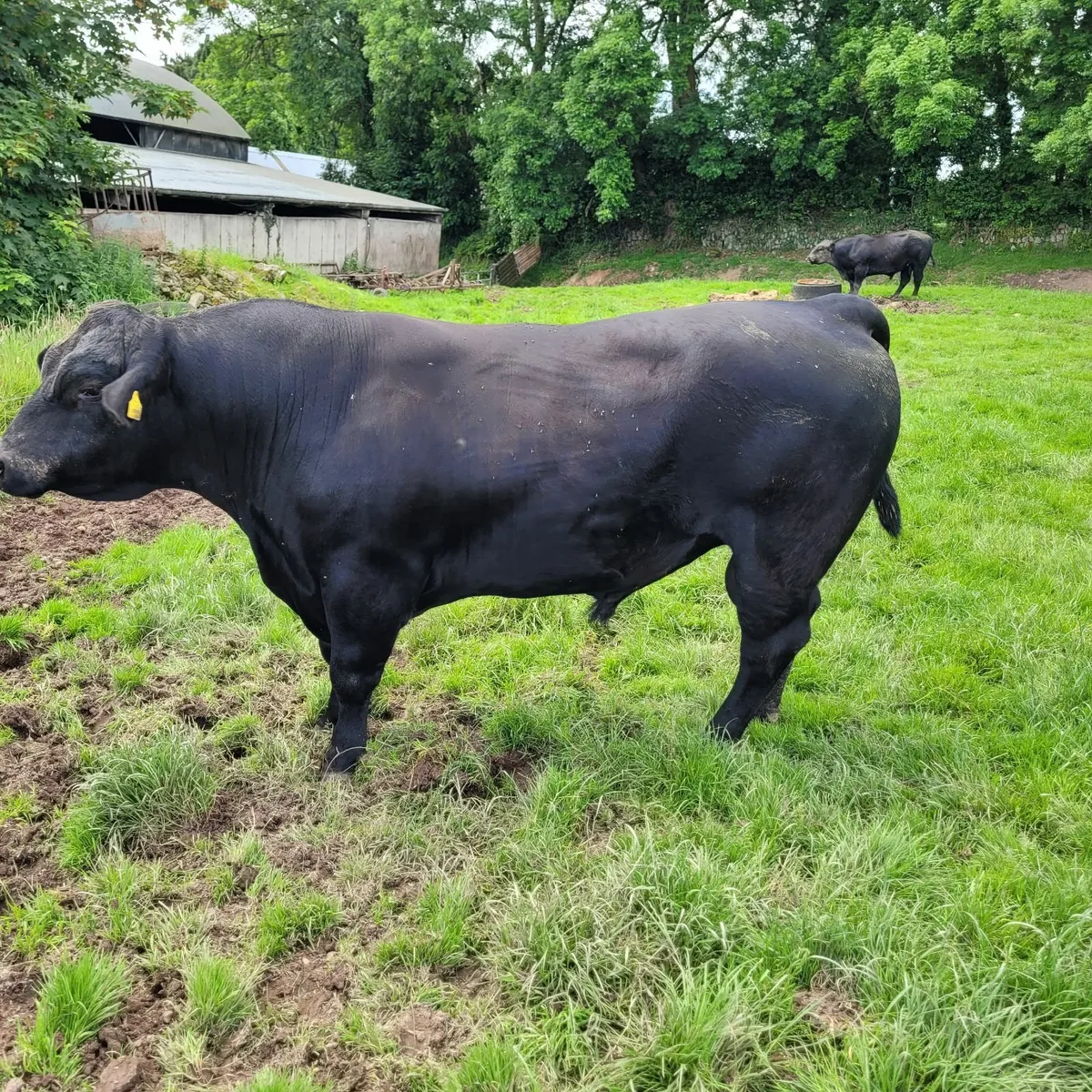 Bull - Image 1