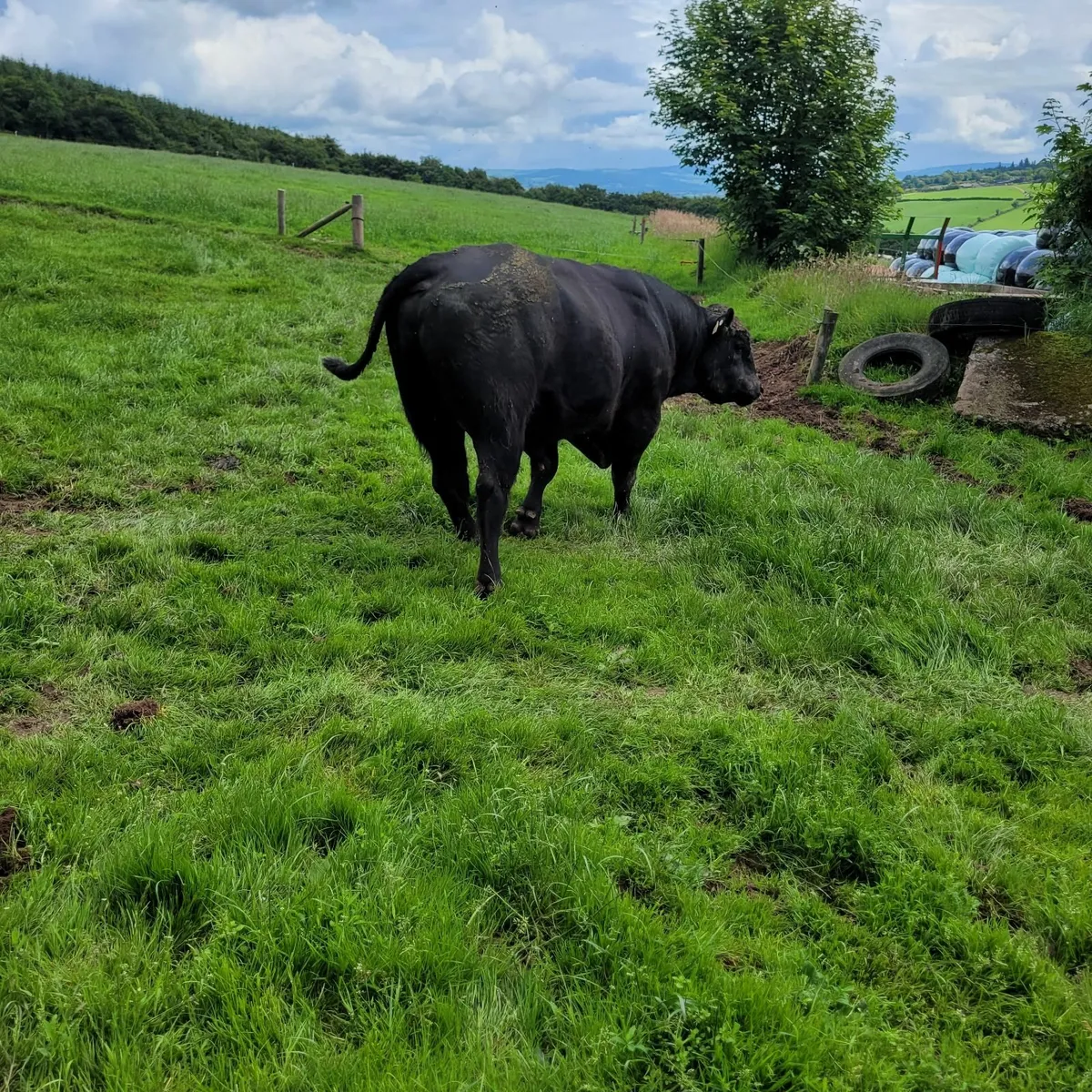 Bull - Image 4