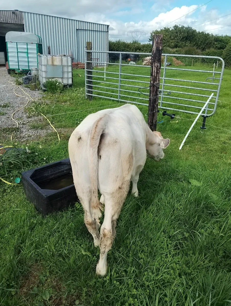 Heifer - Image 1