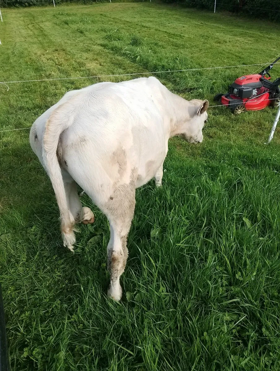 Heifer - Image 2