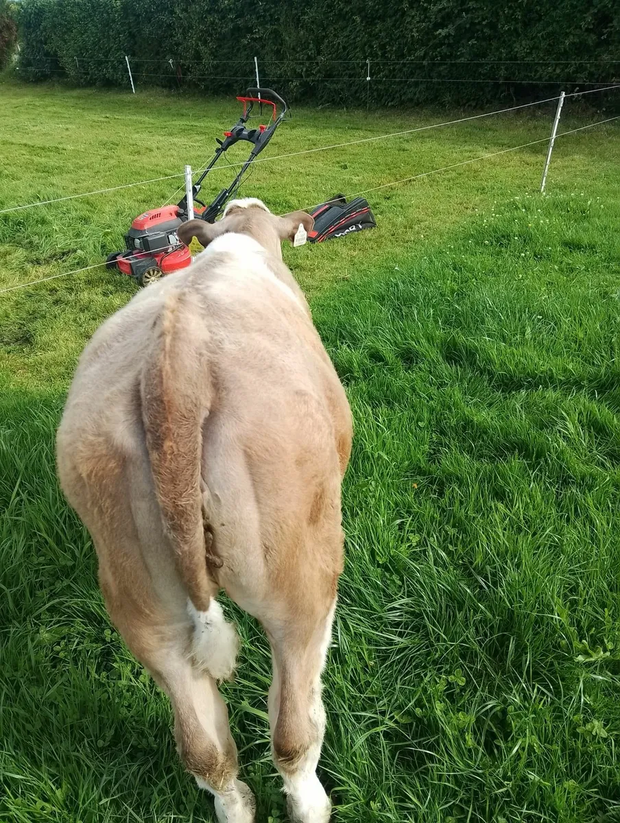 Heifer - Image 3