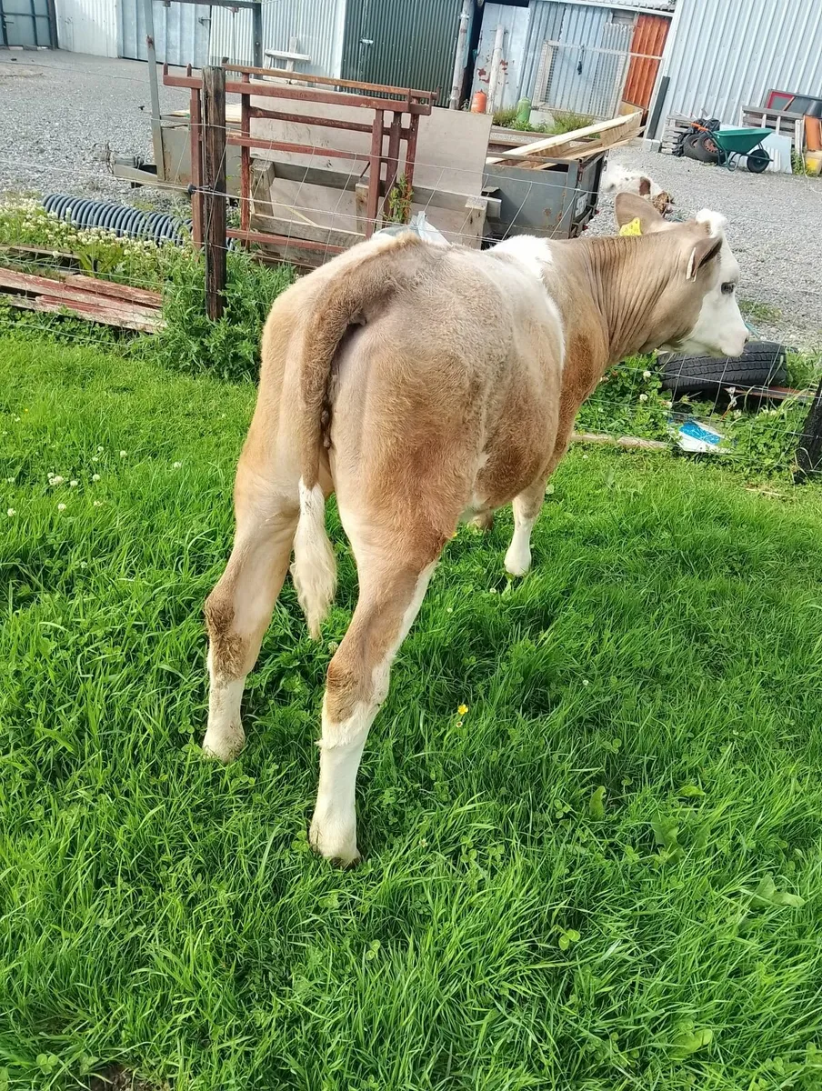 Heifer - Image 4