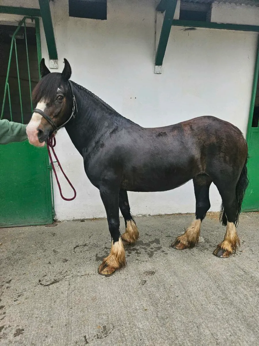 Perfect family pony - Image 1