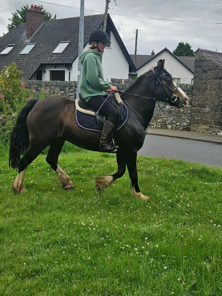 Perfect family pony - Image 2