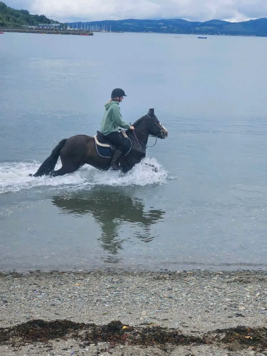 Perfect family pony - Image 3