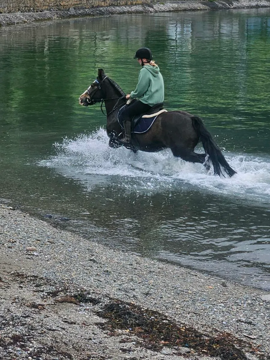 Perfect family pony - Image 4