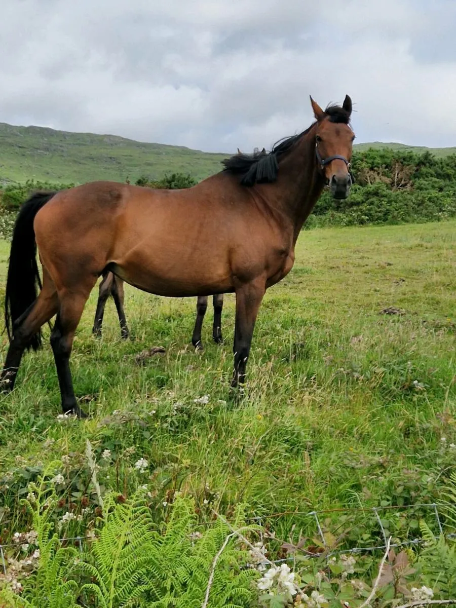 Mare in foal(cover fee paid) - Image 2