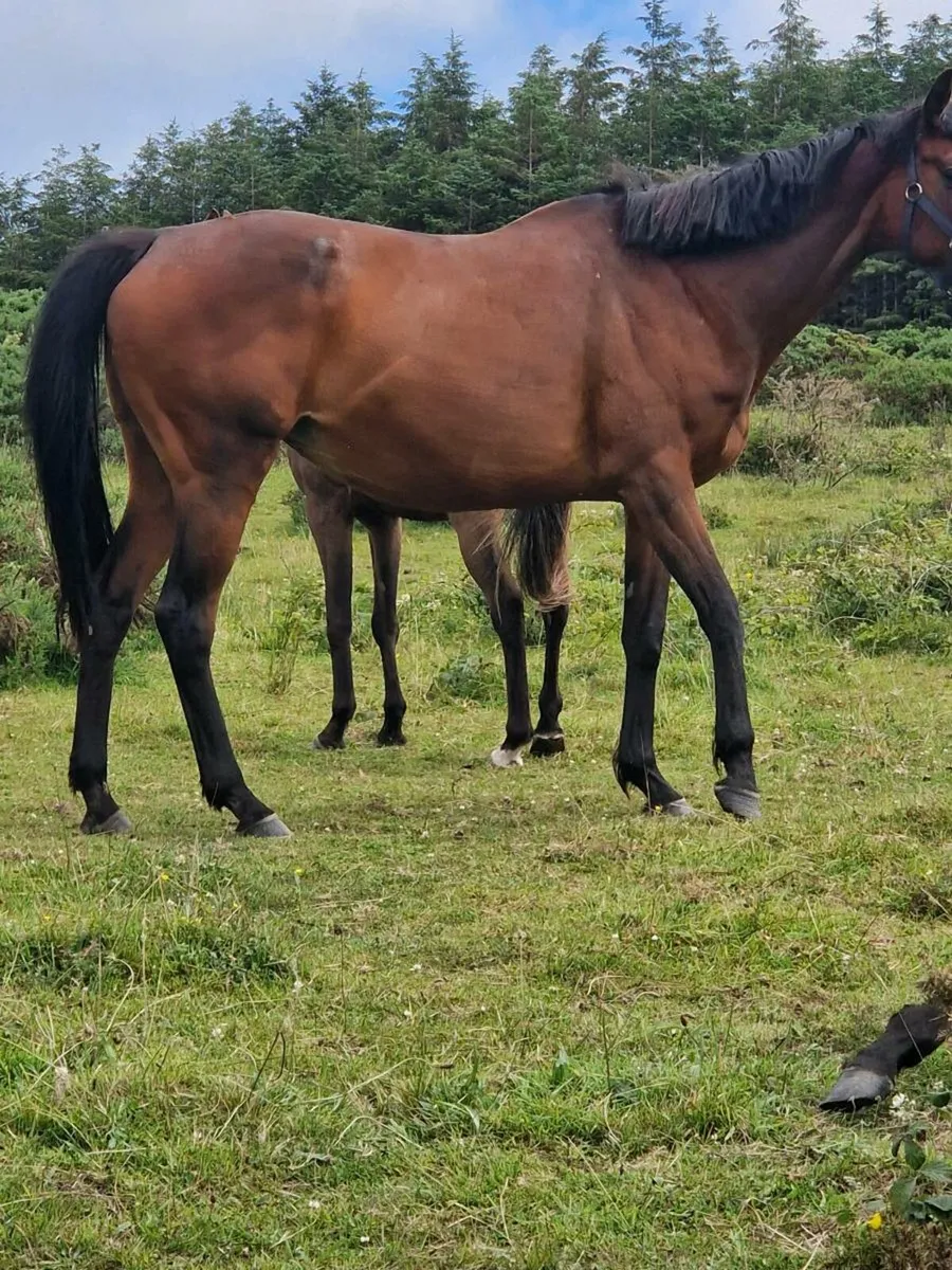 Mare in foal(cover fee paid) - Image 3