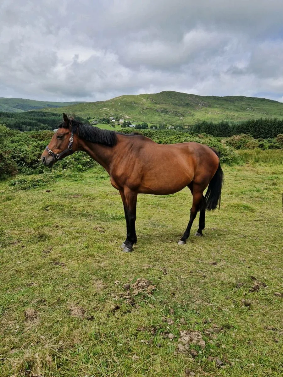 Mare in foal(cover fee paid) - Image 4