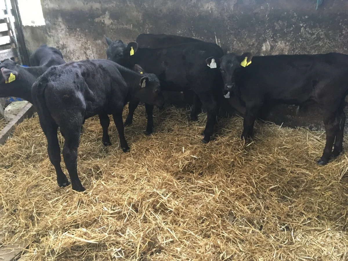 5 Angus bull calves - Image 1