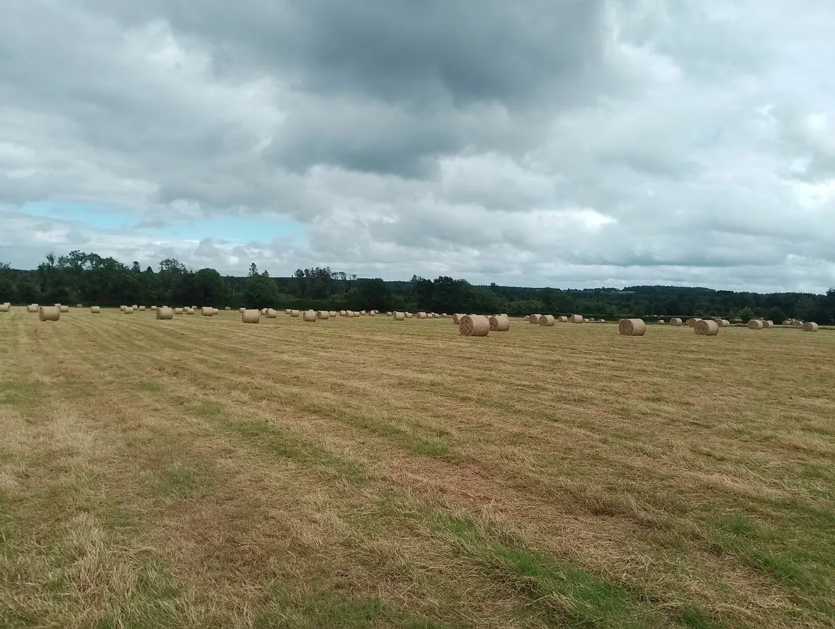Hay - Image 1