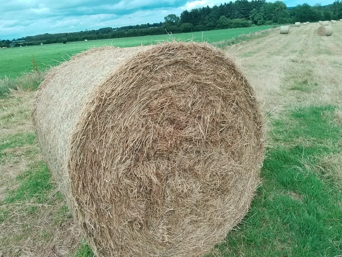 Hay - Image 3