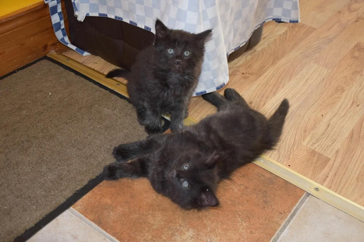 Kittens ( 2 Left ) - Image 2