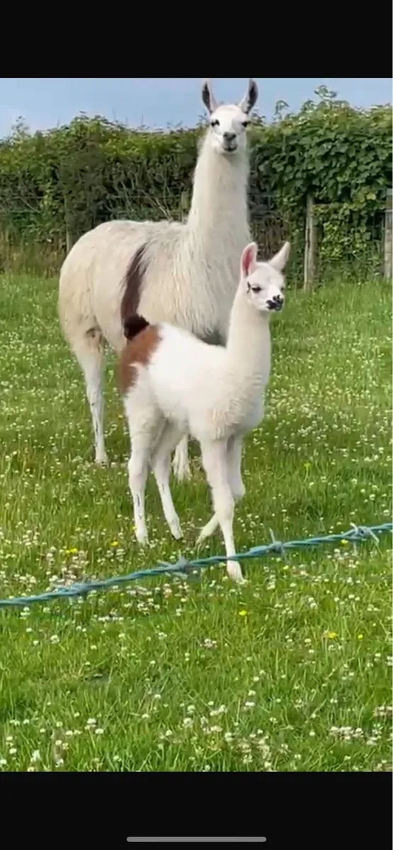 Llama’s - Image 1