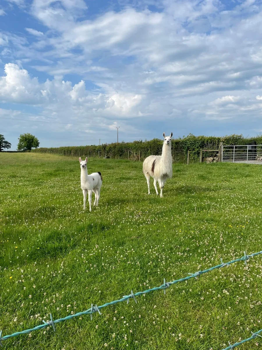Llama’s - Image 2