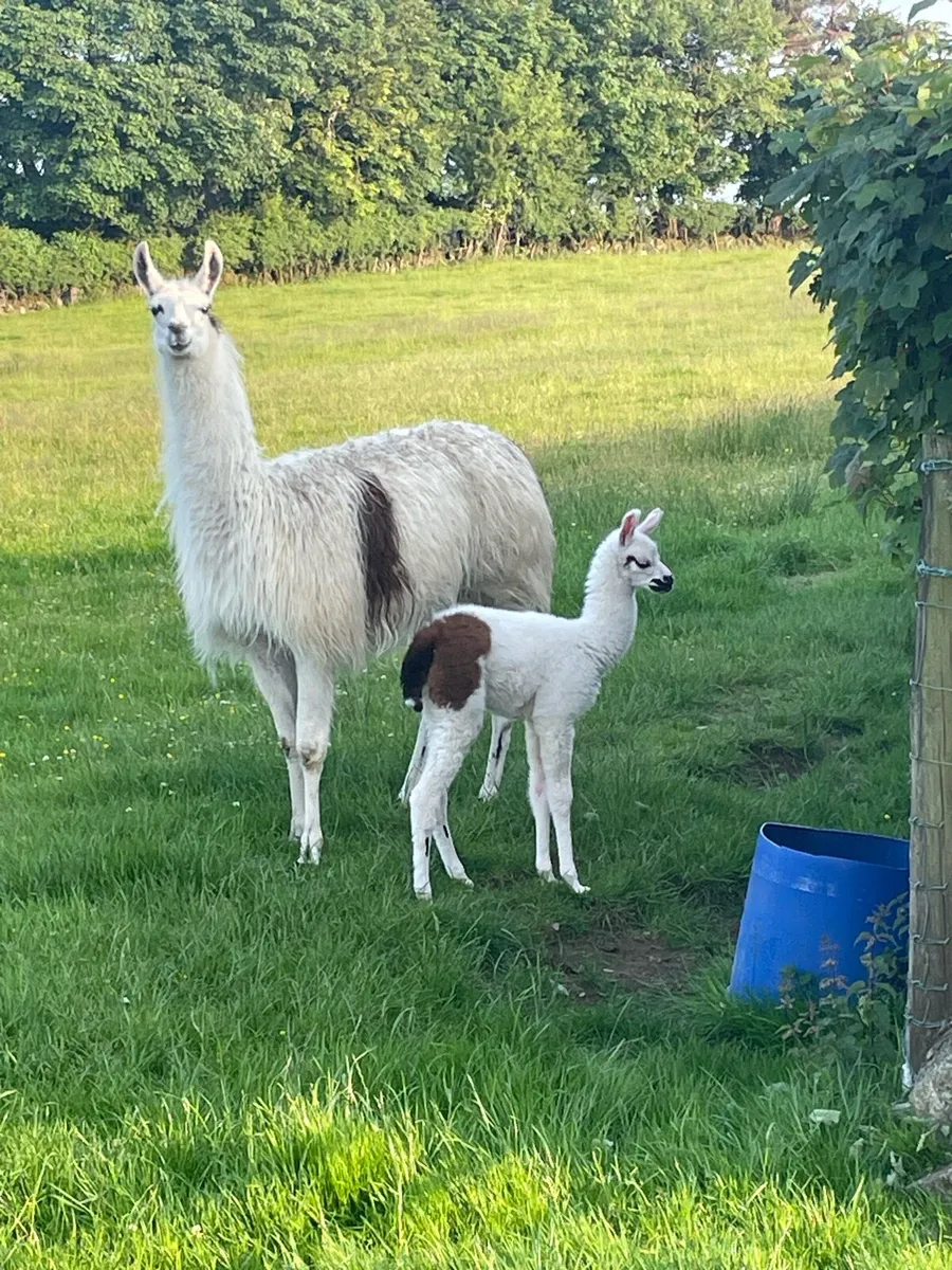 Llama’s - Image 3