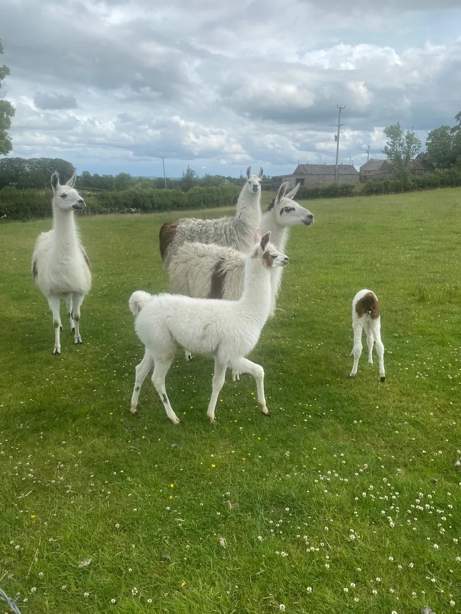 Llama’s - Image 4