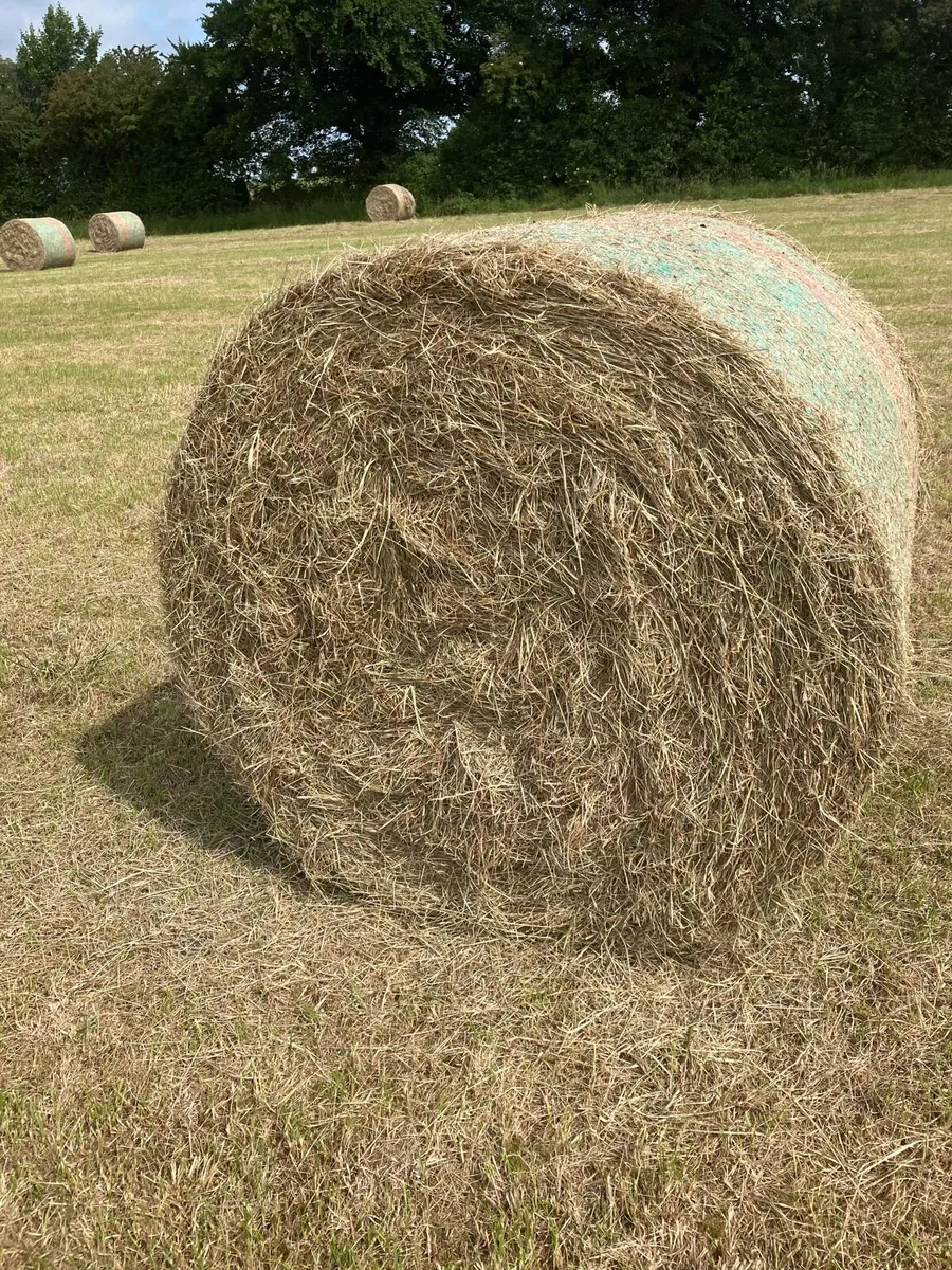 Hay bales for sale - Image 1