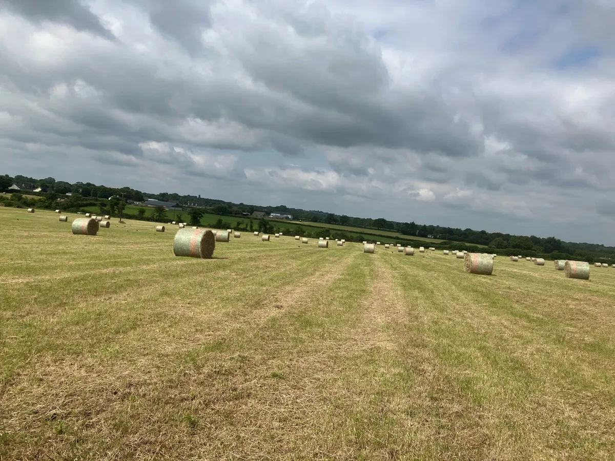 Hay bales for sale - Image 3