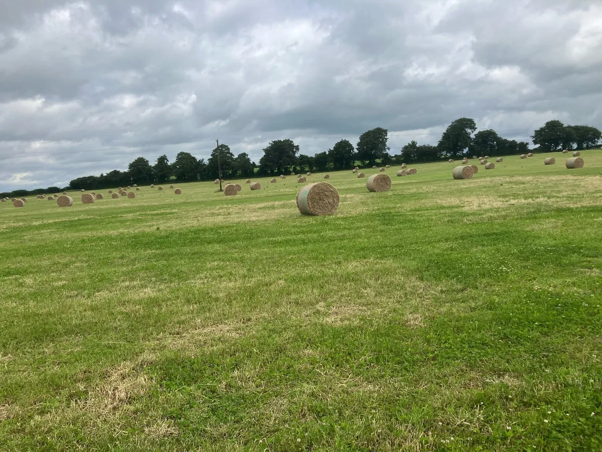 Hay bales for sale - Image 4