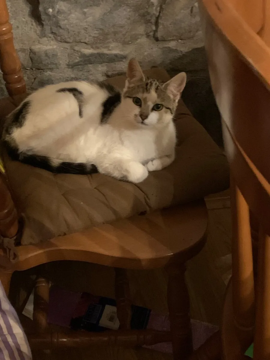 Cat - Image 1