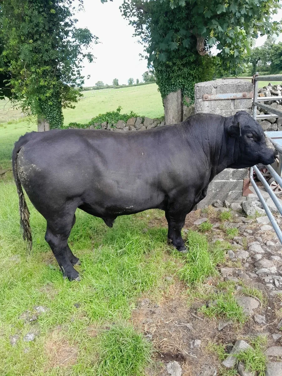 Angus bull - Image 1
