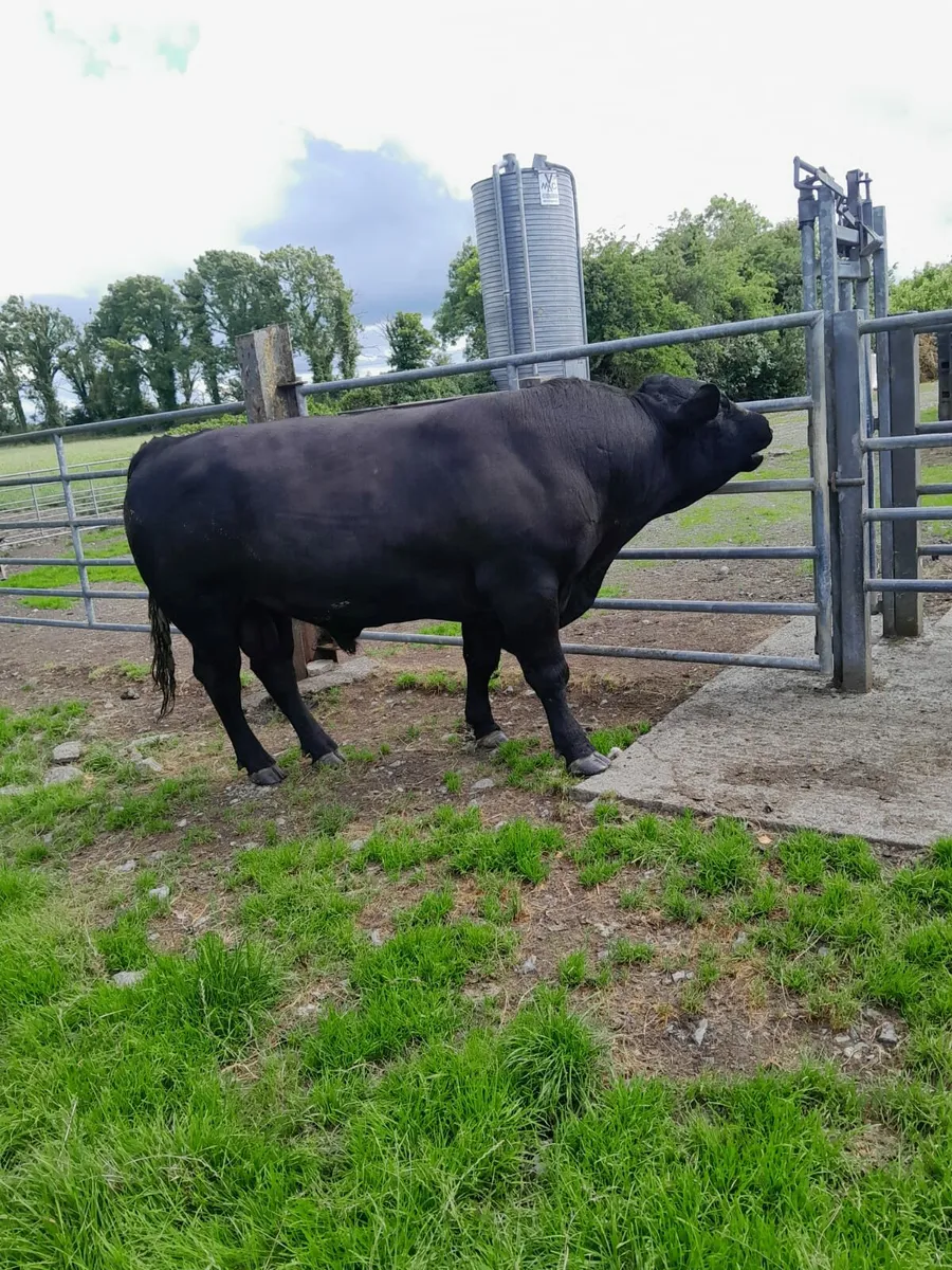 Angus bull - Image 2