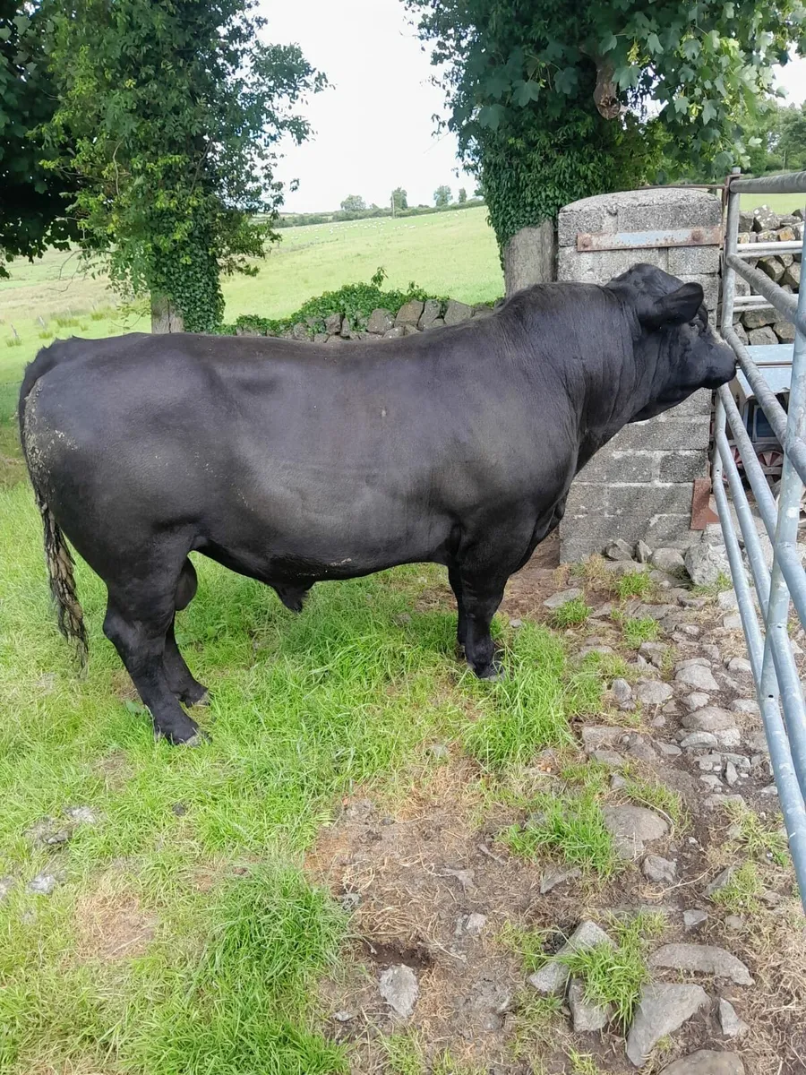 Angus bull - Image 3