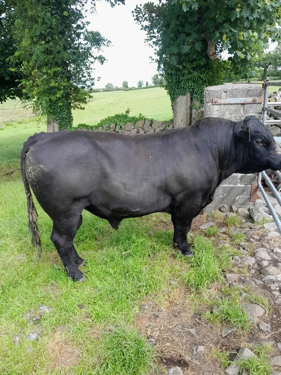 Angus bull - Image 4