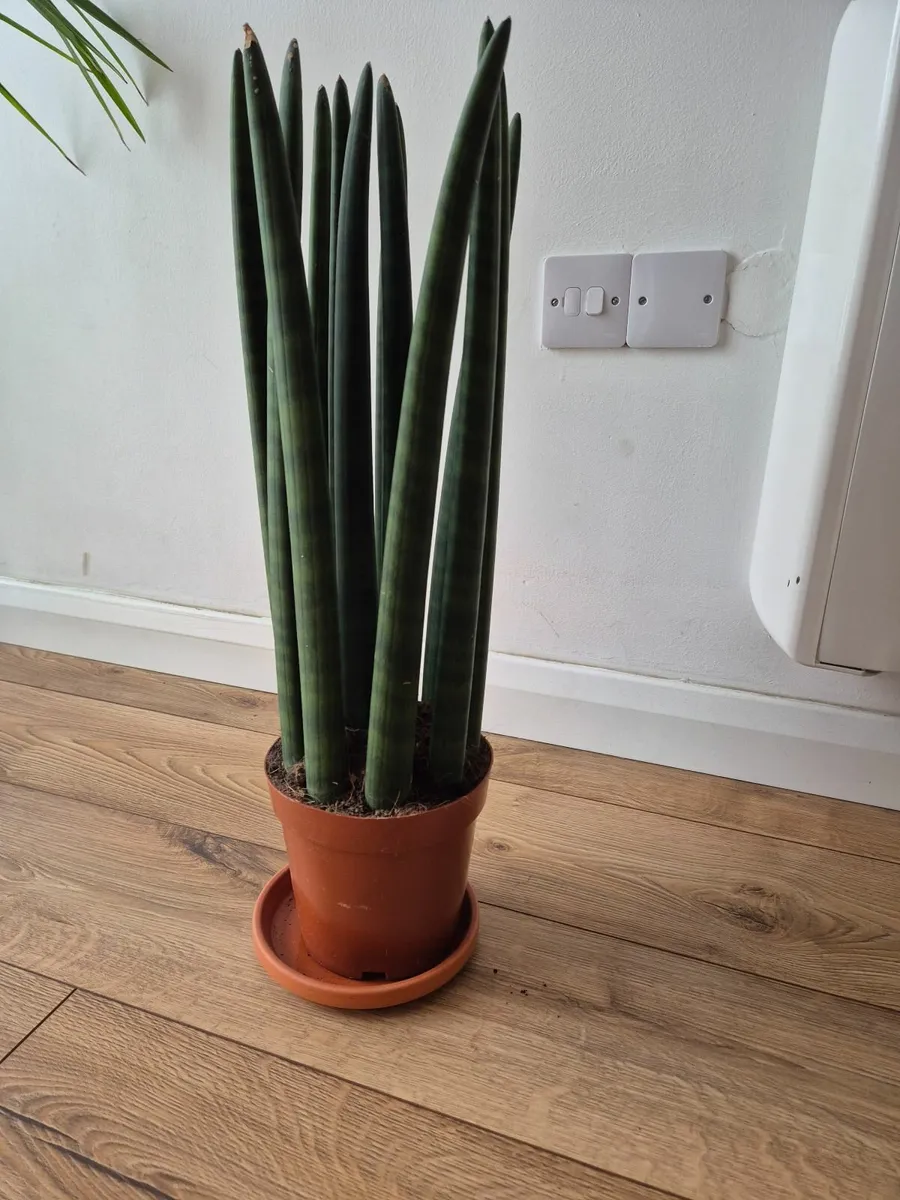 Plant