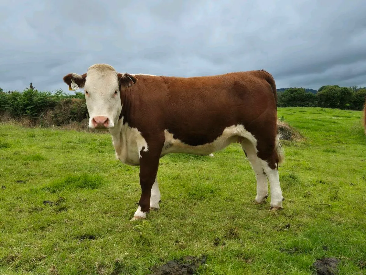 Pedigree Hereford Incalf Heifers - Image 2