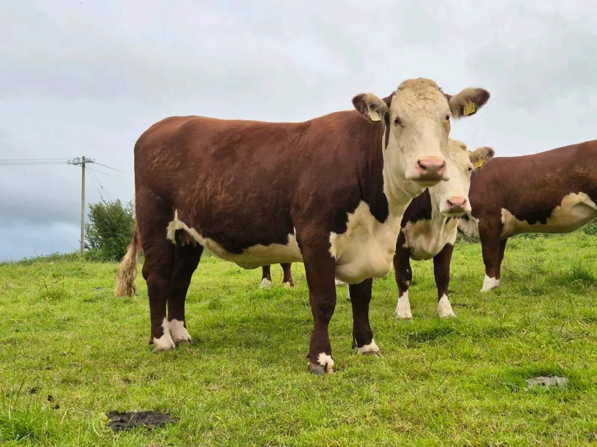 Pedigree Hereford Incalf Heifers - Image 3