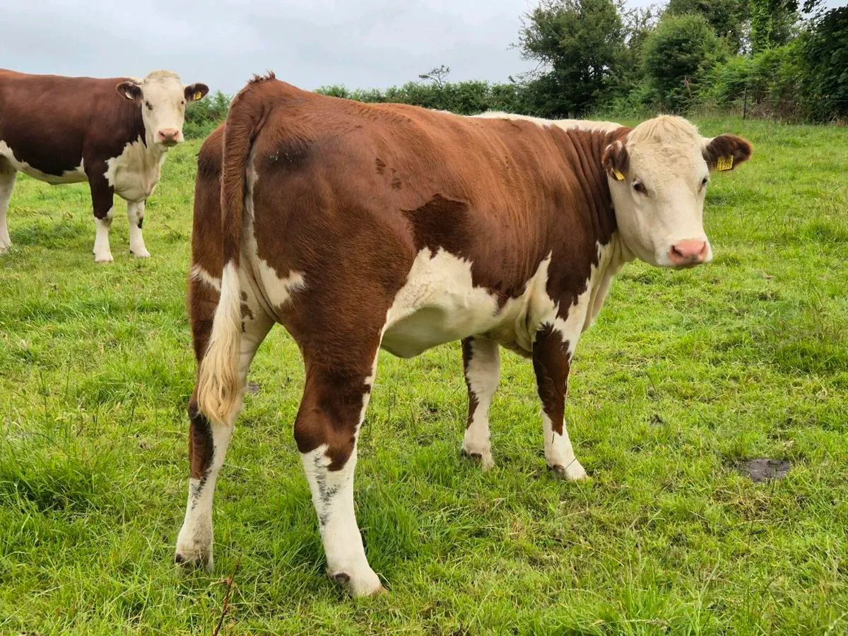 Pedigree Hereford Incalf Heifers - Image 4