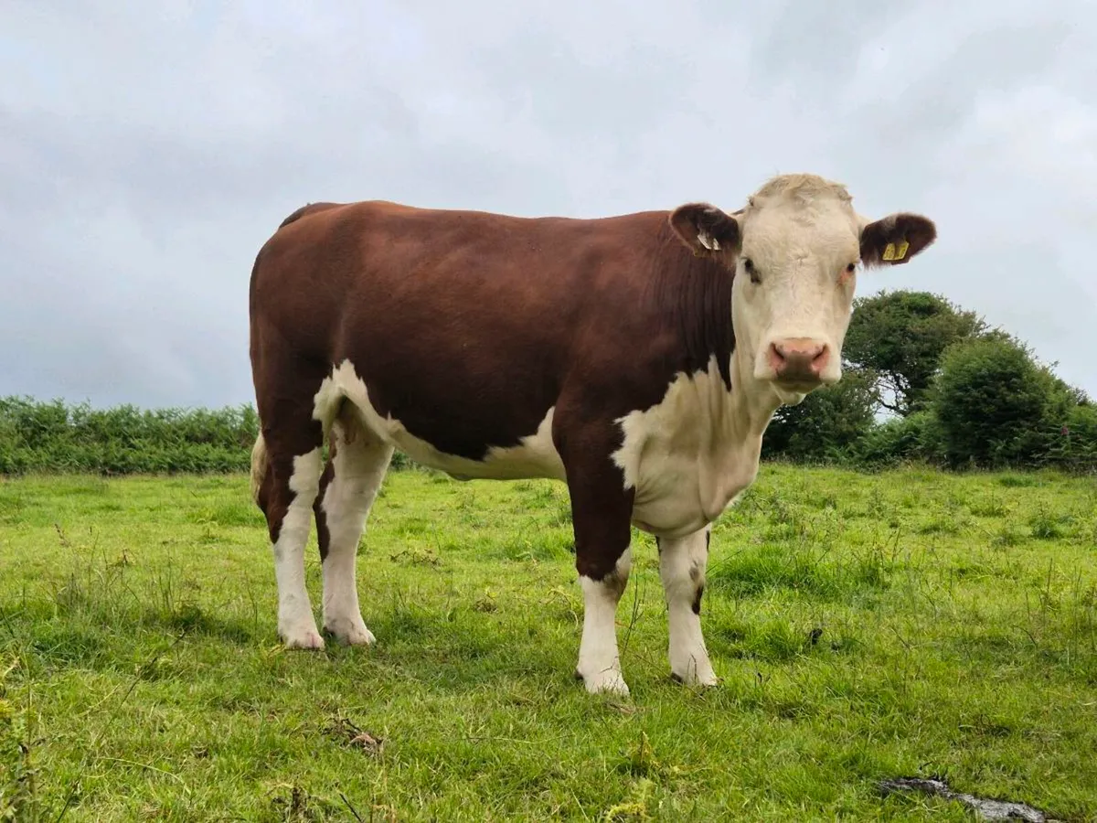 Pedigree Hereford Incalf Heifers - Image 1