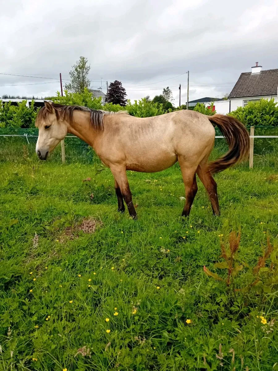 Connemara  yearling  fillies - Image 2
