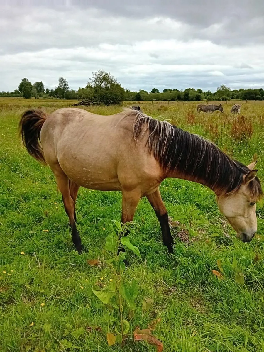 Connemara  yearling  fillies - Image 3