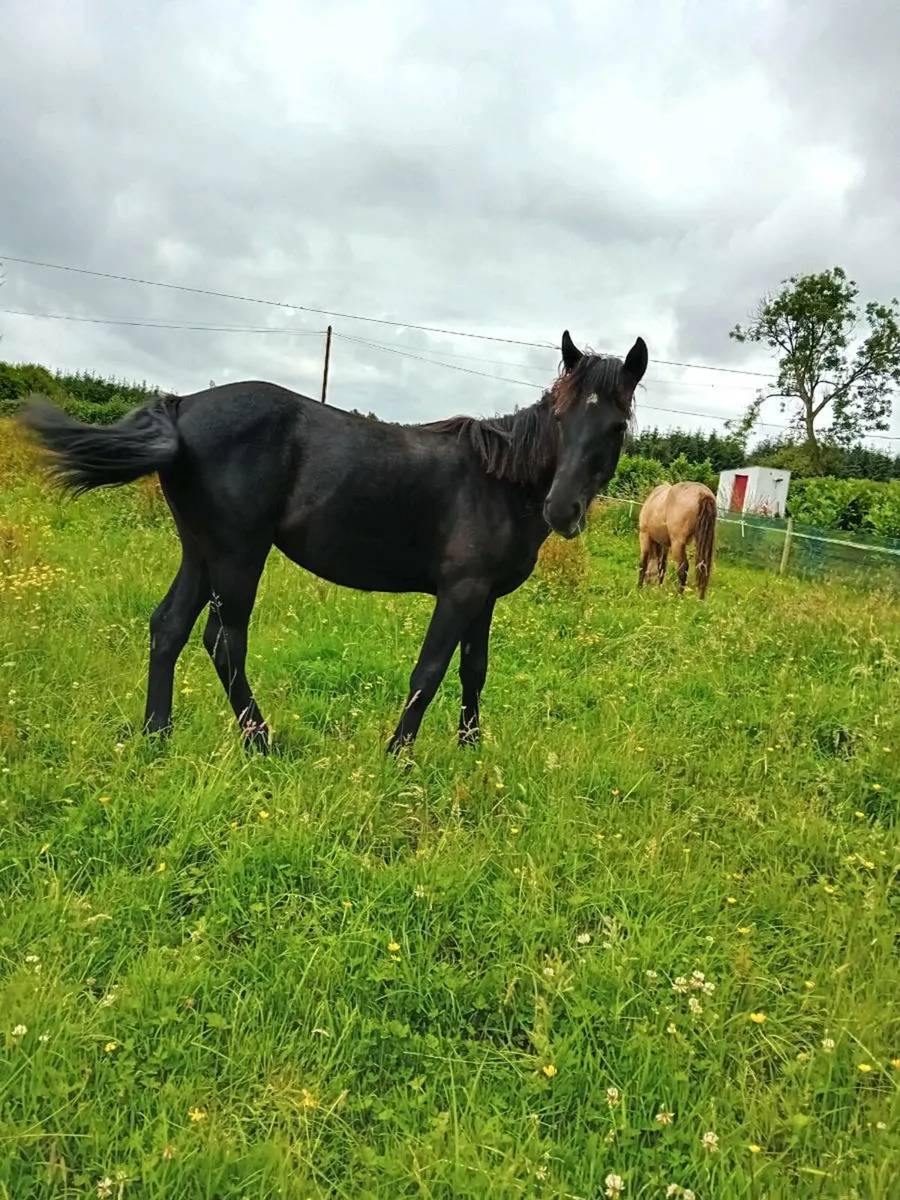 Connemara  yearling  fillies - Image 4