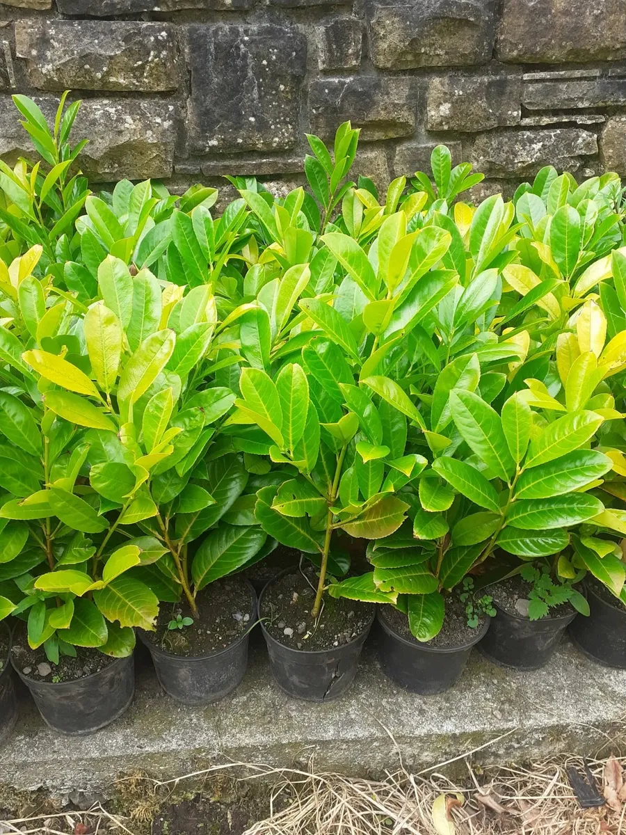 Hedging