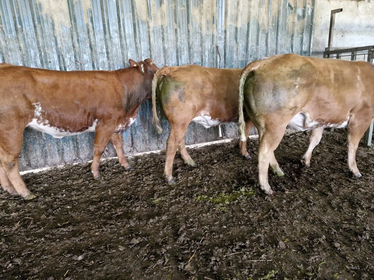 3 Smashing Bulling Lmx Heifers - Image 1