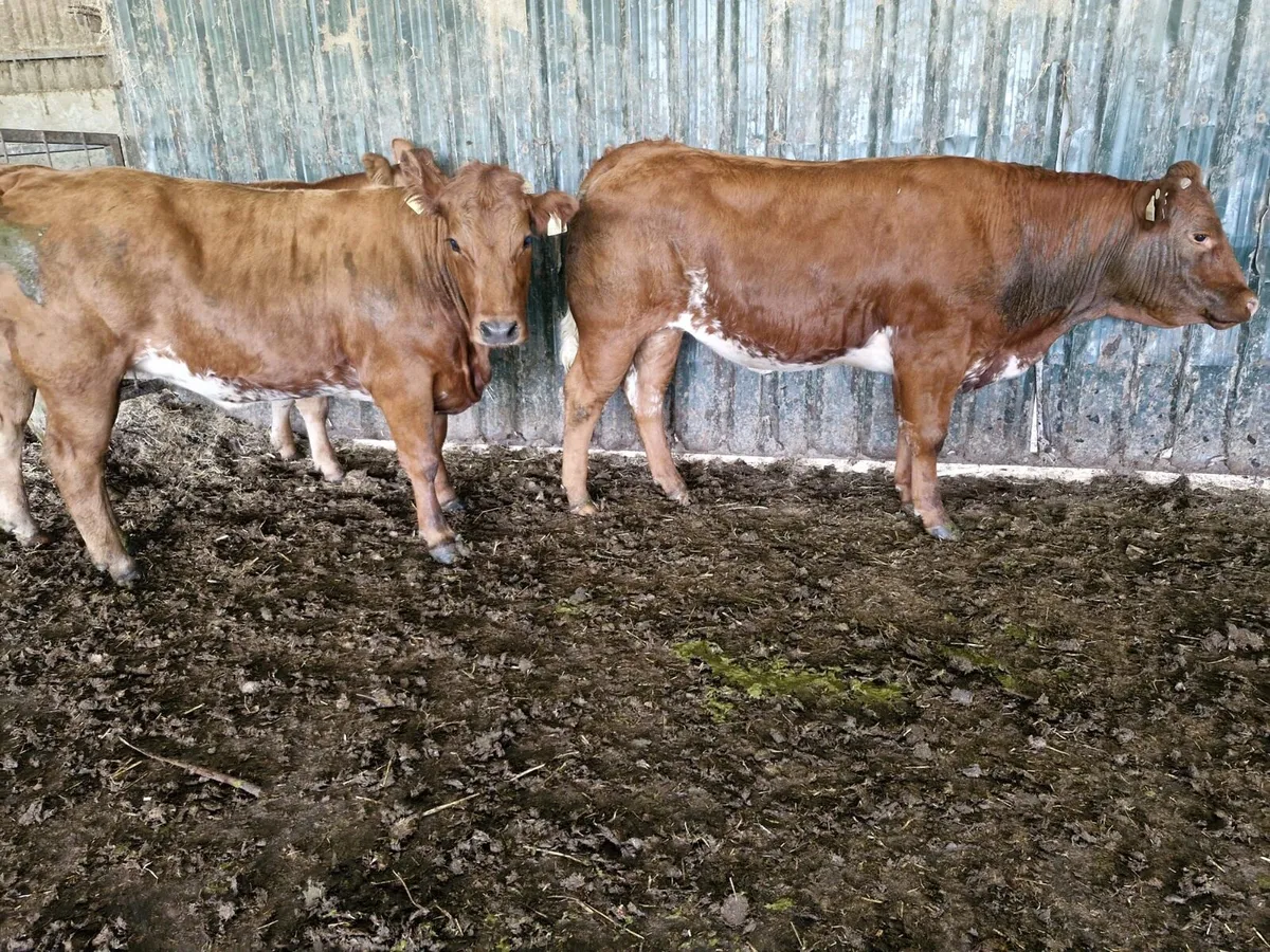 3 Smashing Bulling Lmx Heifers - Image 2