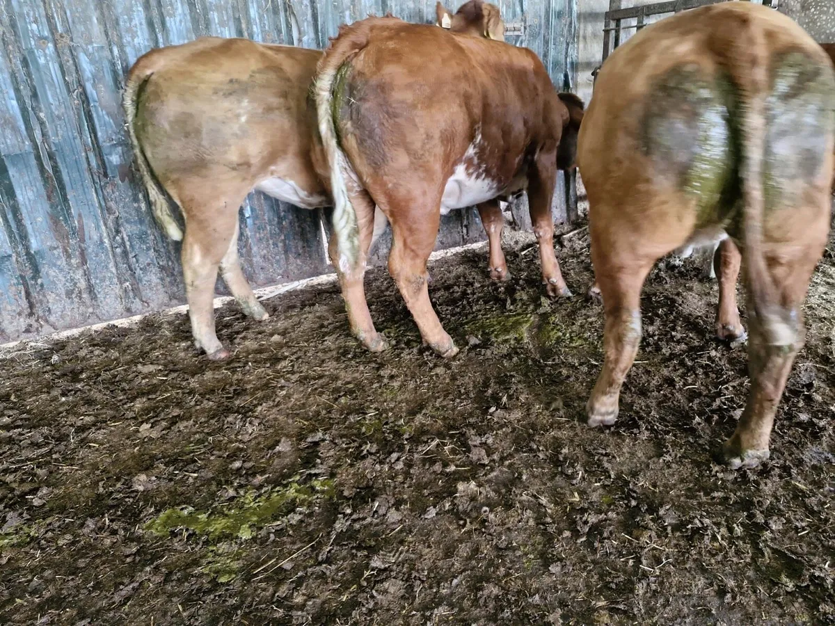 3 Smashing Bulling Lmx Heifers - Image 3