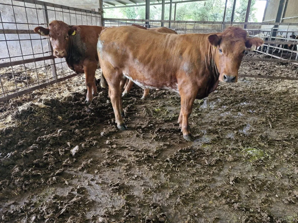 3 Smashing Bulling Lmx Heifers - Image 4