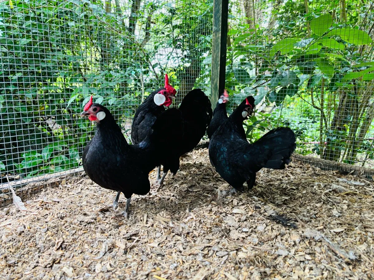Hatching eggs - Image 1